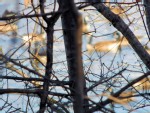 Some ducks behind a winter tree