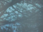 A blue image of some trees