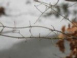 Some winter branches with blurry snow behind the image