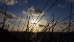 A blurred sunset behind grass on a beach.