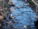 A puddle with fall leaves in it