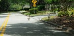 Some ducks crossing an intersection